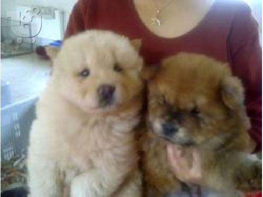 chow chow
